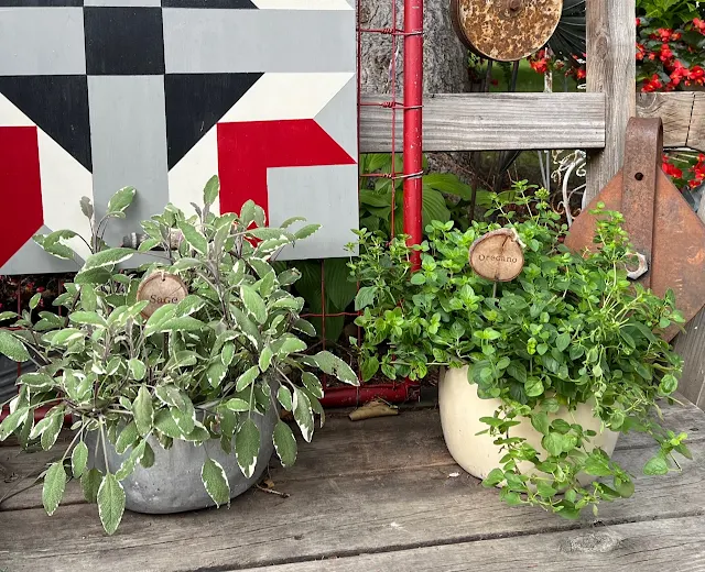 Photo of kettles with sage and oregano plants.