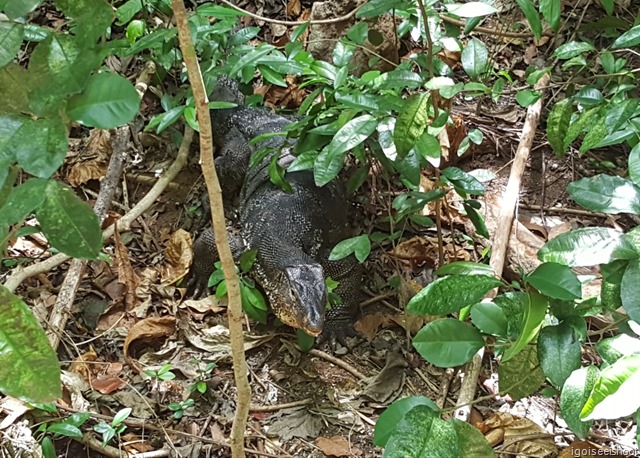 Water monitor lizard along the nature trail at Hong Island.