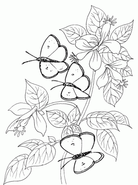 free printable butterfly coloring pages