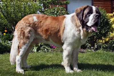 Saint Bernard