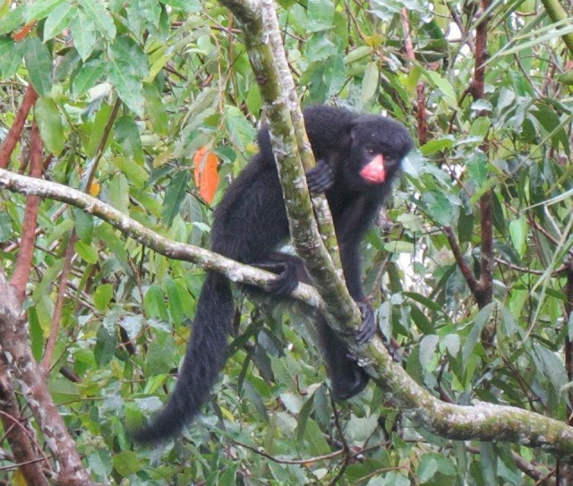 Ecologia e conservação do cuxiu-de-nariz-branco na floresta amazônica