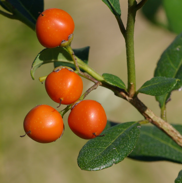 Bourreria radula; Rough Strongbark