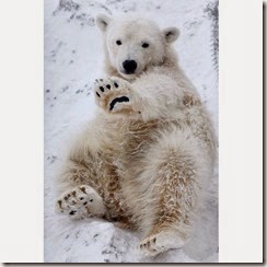 polar-bear-cubs_1780713i