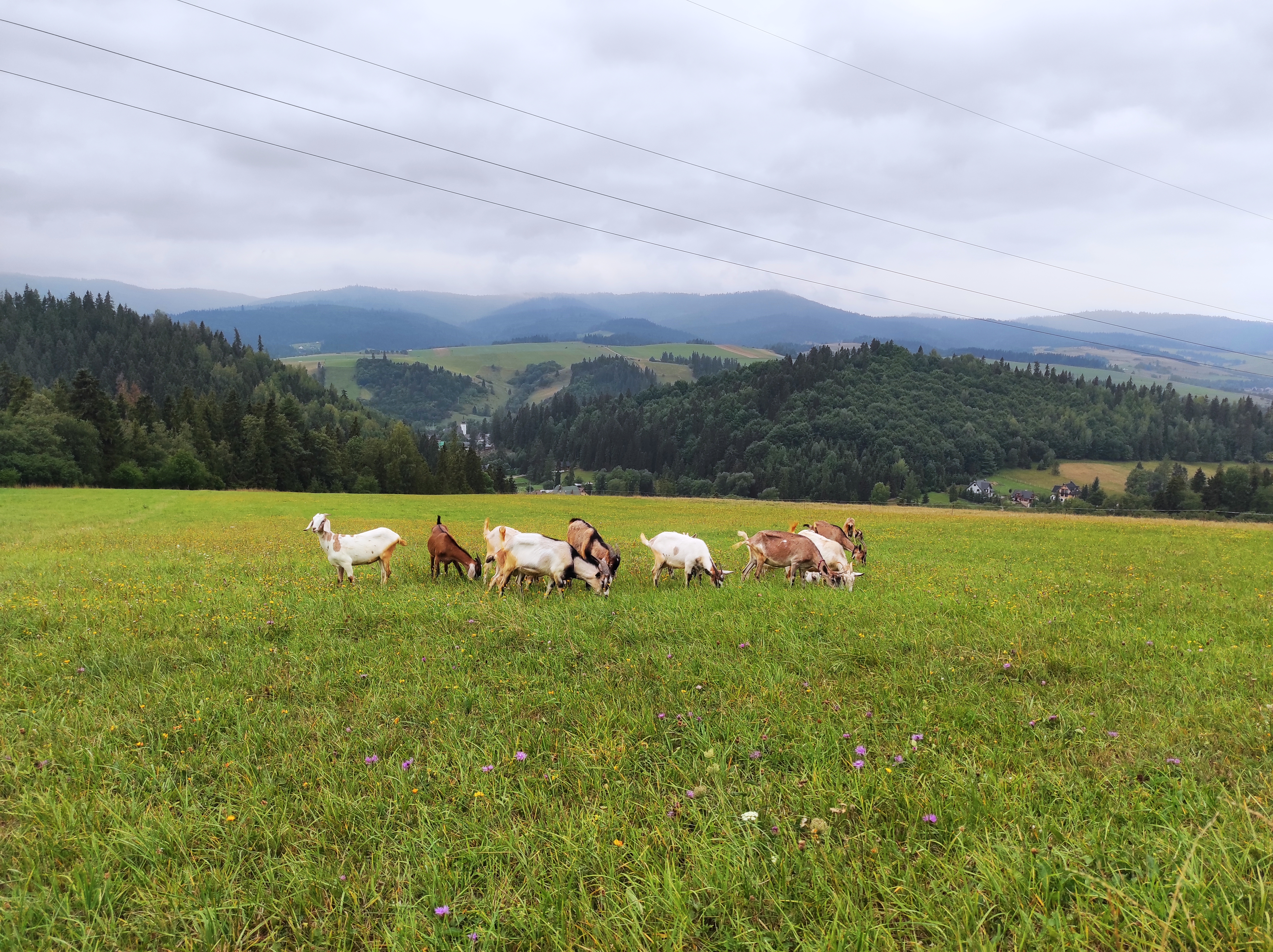 Pieniny Spiskie