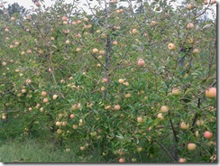 appels10 appels10