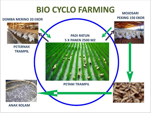 Bertani dengan Memanfaatkan Bio Cyclo Farming