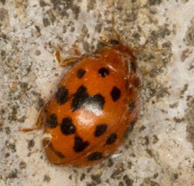 24-Spot Ladybird, Subcoccinella 24-punctata.  Ladybird walk in Scadbury Park, 20 July 2011.