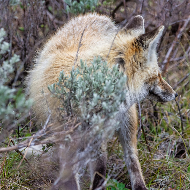 Fox at the Green Church - Grand Tetons National Park, Wyoming