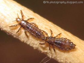 Head Lice Picture