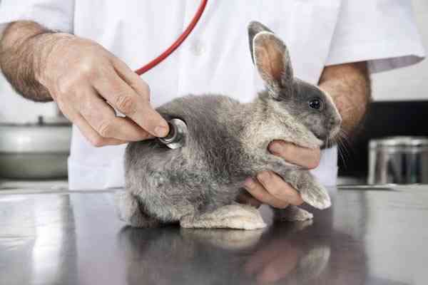 🐇 Principales Enfermedades de los Conejos como Mascotas 🐇