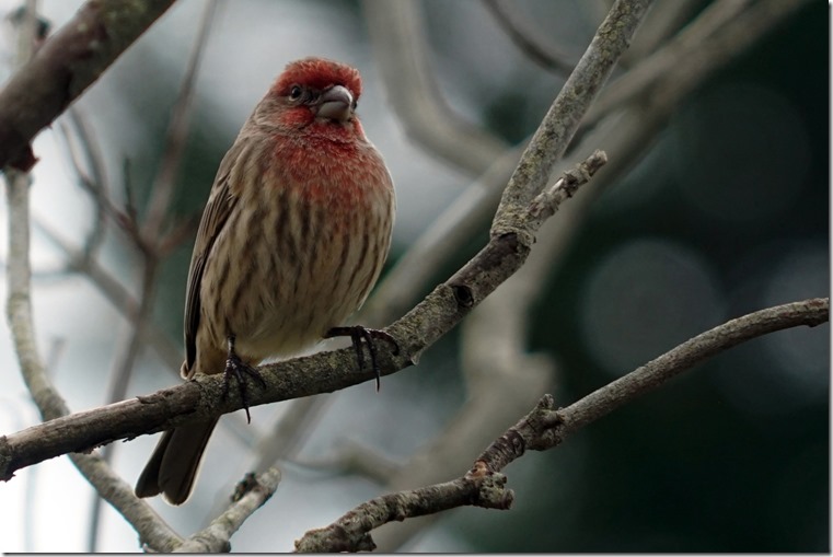 lopez house finch 110817 00003