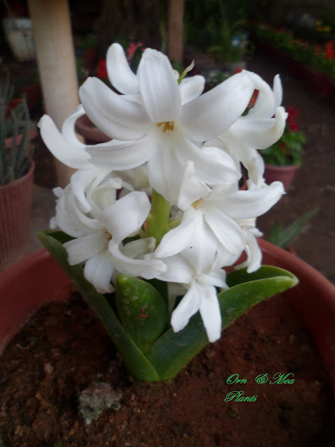أبصال الهياسنت الرائعة (Hyacinthus orientalis)