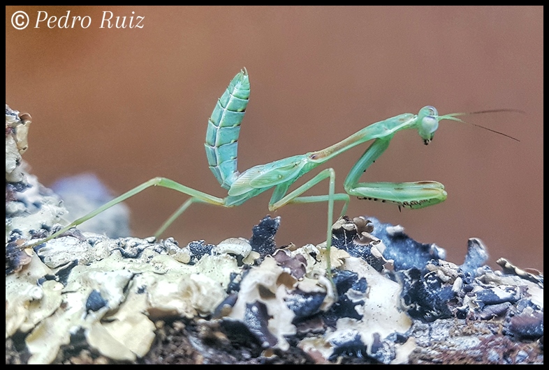 Ninfa macho L8 de Omomantis zebrata