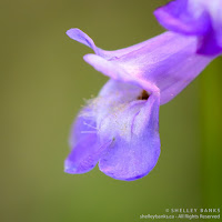 Slender Beardtongue. Copyright © Shelley Banks, all rights reserved