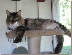 King of the Patio