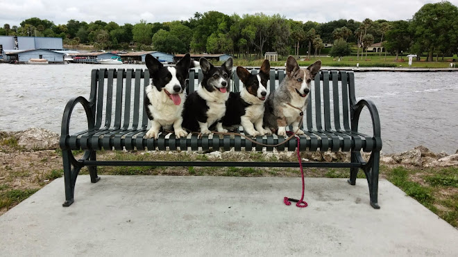 Dogs at Lake Dora