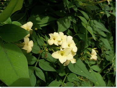 jasmine officinalis clotted cream