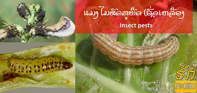 Insect pests