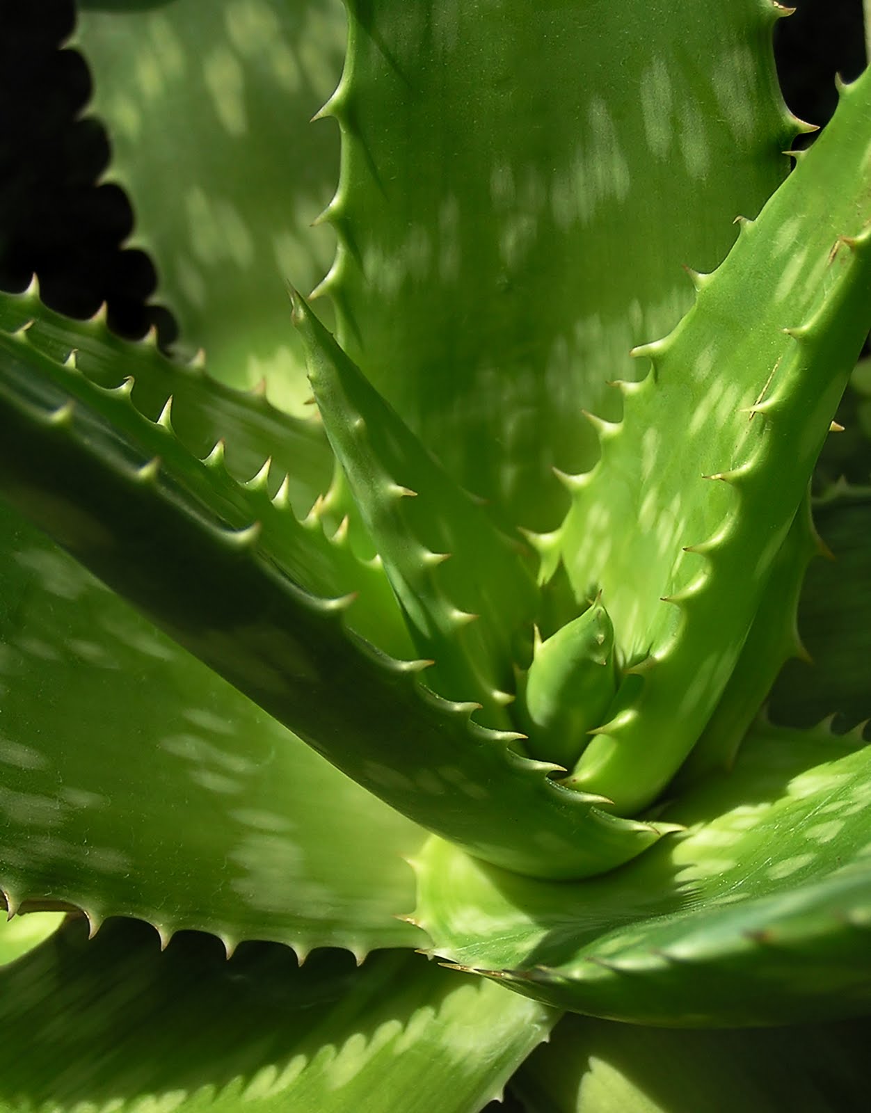 How To Care Plants And Flowers Aloe Vera Syn Aloe Barbadensis