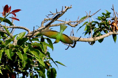 "Green Bee-eater - Merops orientalis ,in flight hunting bees"