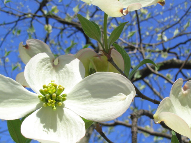 types of flowers on trees Virginia State Flower Dogwood Tree | 800 x 600