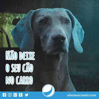 Seja qual seja a estação, Primavera, Inverno Outono ou Verão não deixe o seu cão no carro.