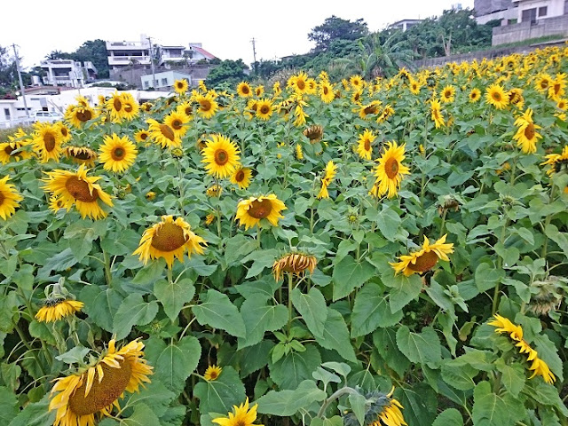 ひまわりINおぎどうの写真