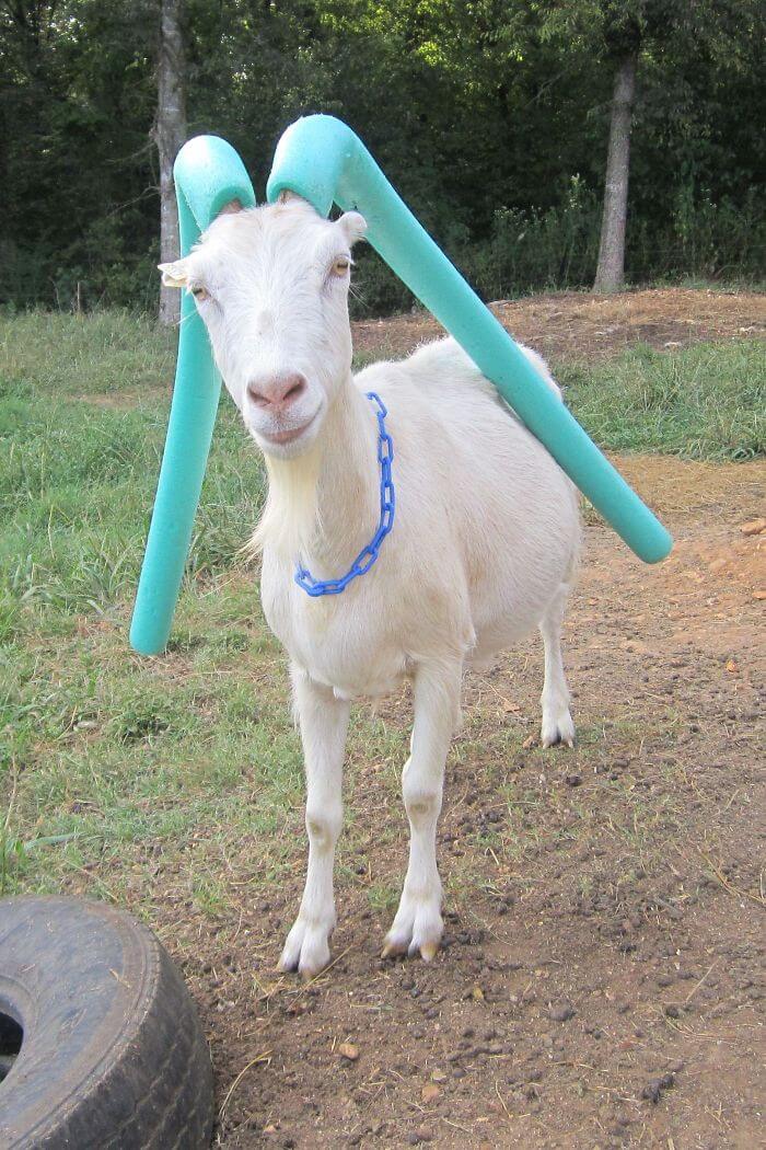 14 Pictures Of Misbehaving Goats That Were Made To Wear Pool Noodles For Everybody’s Safety