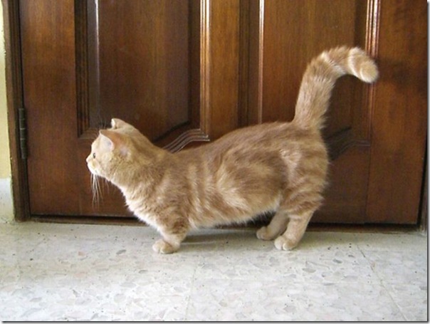 Gatinhos fofinhos (4)