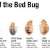 How to get rid of bed bugs