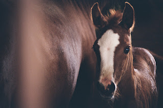 baby horse with mother