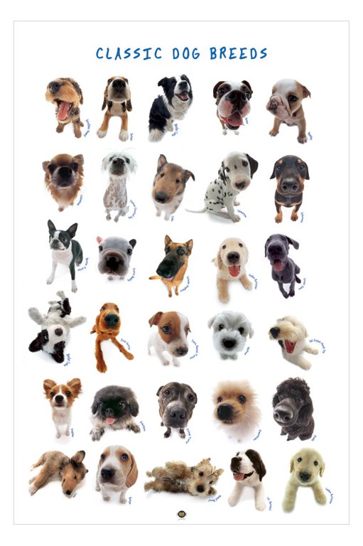 Names And Pictures Of Every Breed Of Dog All Small Breed ...