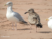 Herring gulls, adult and juveniles, Branders Pond, PEI - by Marie Smith, Sept. 2016