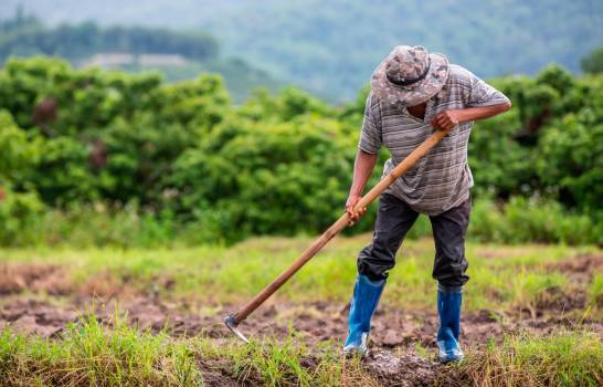 Decreto | Crean Comisión para las Importaciones Agropecuarias