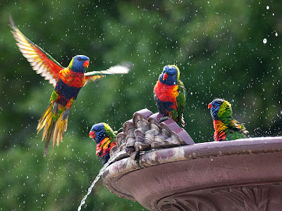 Rainbow Lorikeet Parrot New Wallpaper