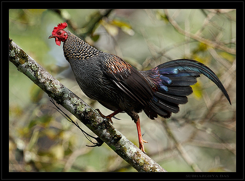 Ayam+Hutan+2 rappets.com