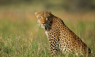 In the last four years, the Leopard number has increased by more than 1,000