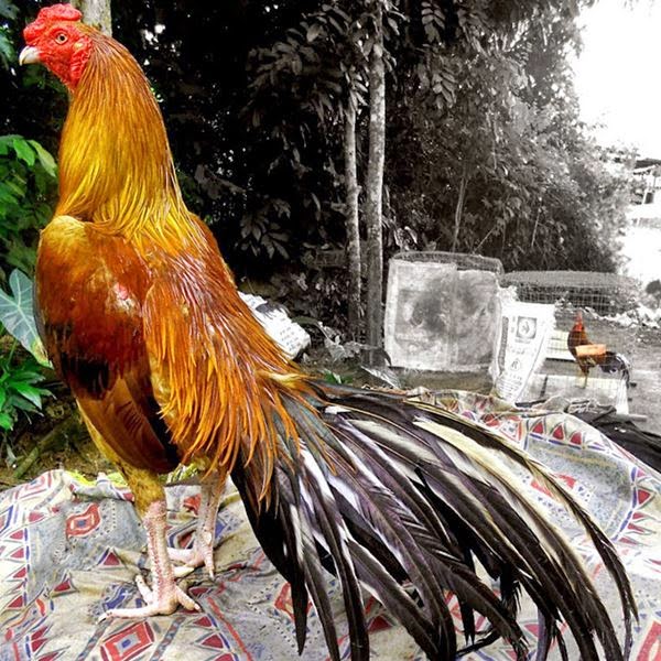 Komunitas ayam  laga  Gambar Ayam Bangkok  Bagus
