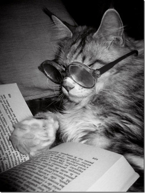 funny_animals_that_are_hungry_for_knowledge_640_05