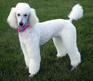 Poodle Dog White