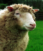 Dolly the sheep © Roslin Institute, 2006. All rights reserved.