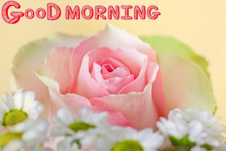 111 Good morning flowers images free download wallpapers with quotes pics