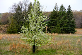 mid-April 2012 pear tree blooming