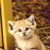 Sand Cat - Sand Cat Kittens