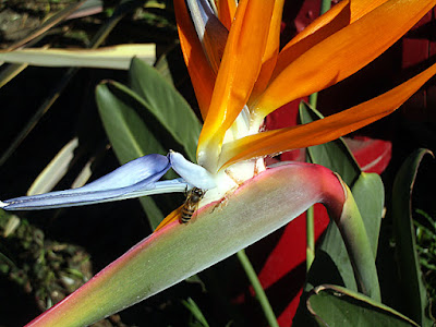 Bird of Paradise: photo by Cliff Hutson