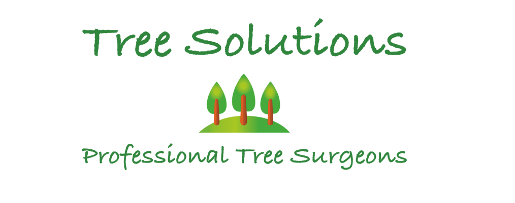 Bournemouth tree surgeons