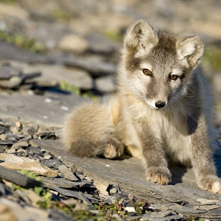 The Beauty of White/Arctic Fox 