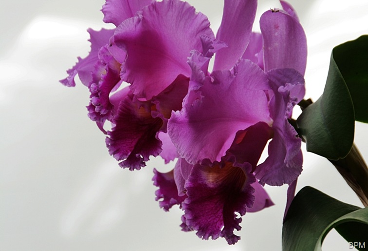 orchid6