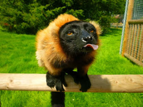 Funny animals of the week - 7 March 2014 (40 pics), funny lemur sticks its tongue out