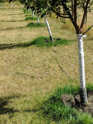 Trees Wrapped in an Apple Orchard